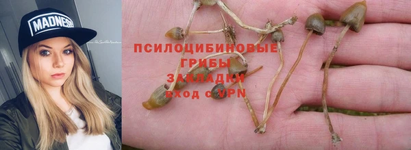 прущие грибы Осинники